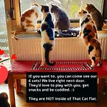 That Cat Flat - Free Parking, Near Center, Cats! 公寓