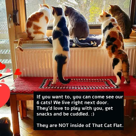 That Cat Flat - Free Parking, Near Center, Cats! Apartament